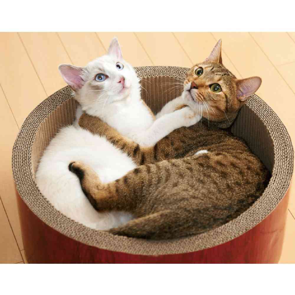 Gari Gari Circle Scratcher Big