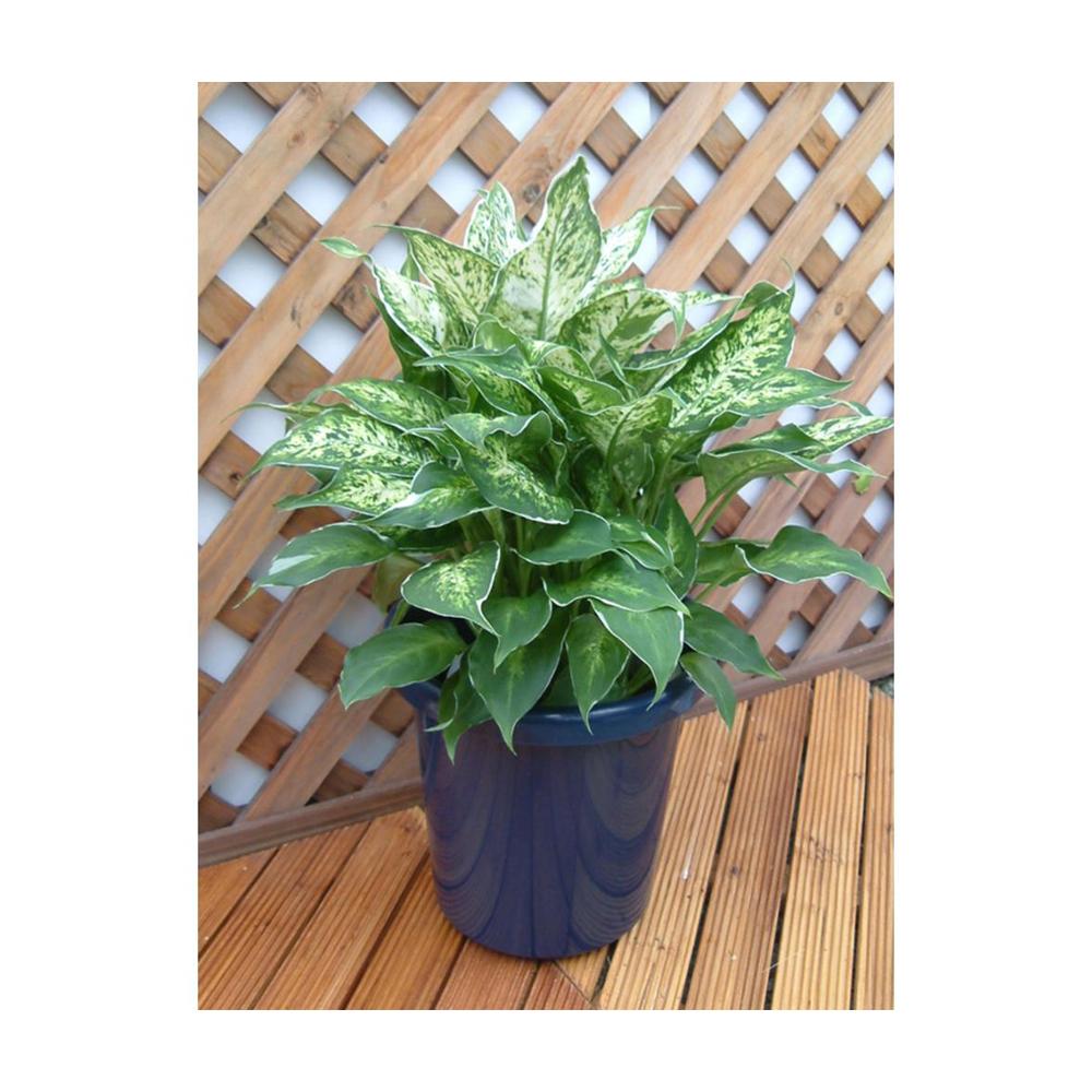 Appleware Long Pot F Type Blue