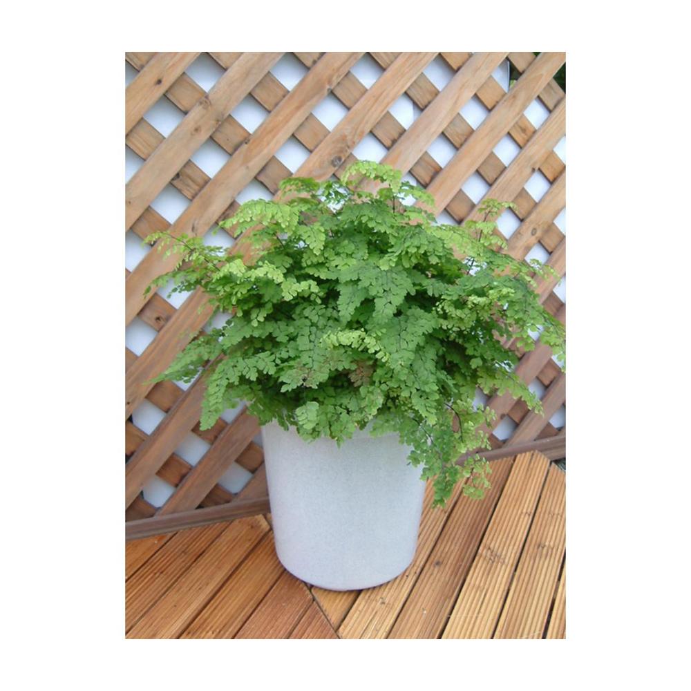 Appleware Long Pot F Type White