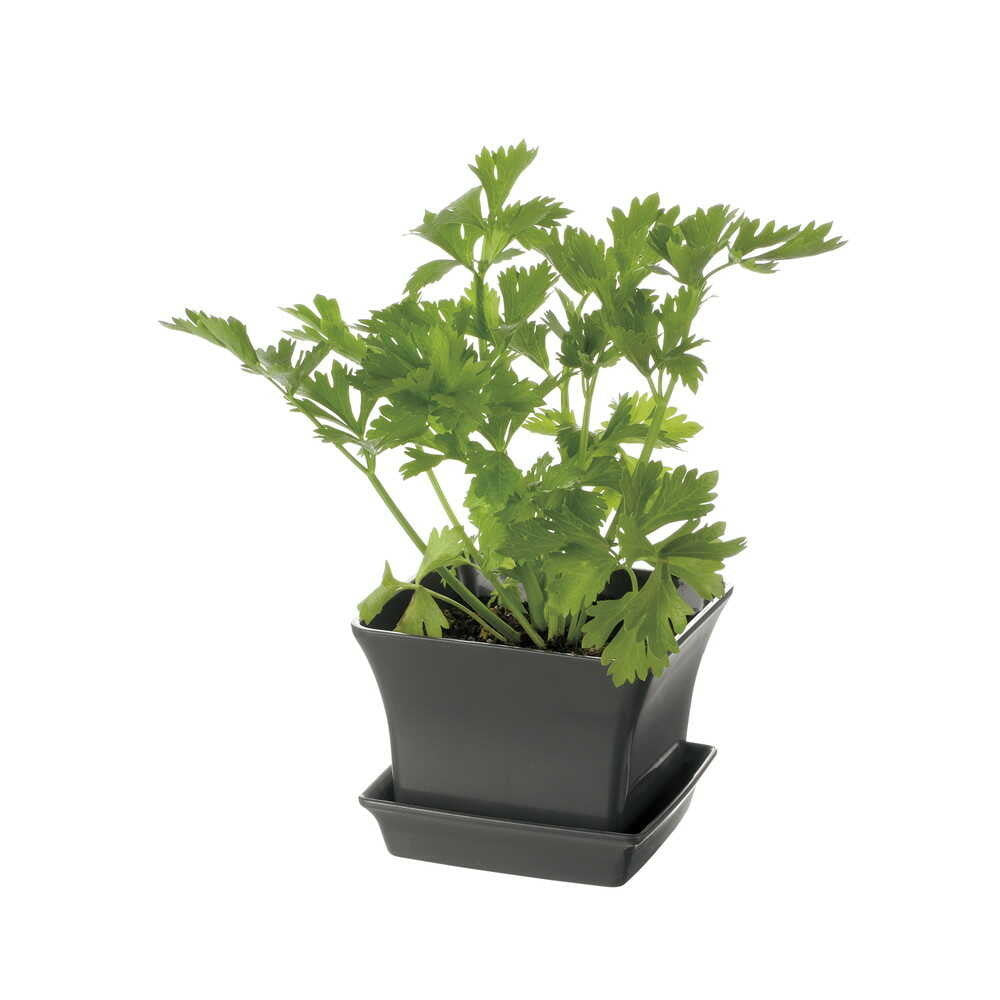 Richell Baby Leaf Planter Dark Gray