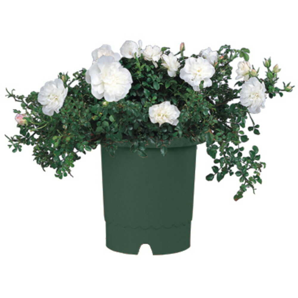 Richell Rose Pot Dark Green