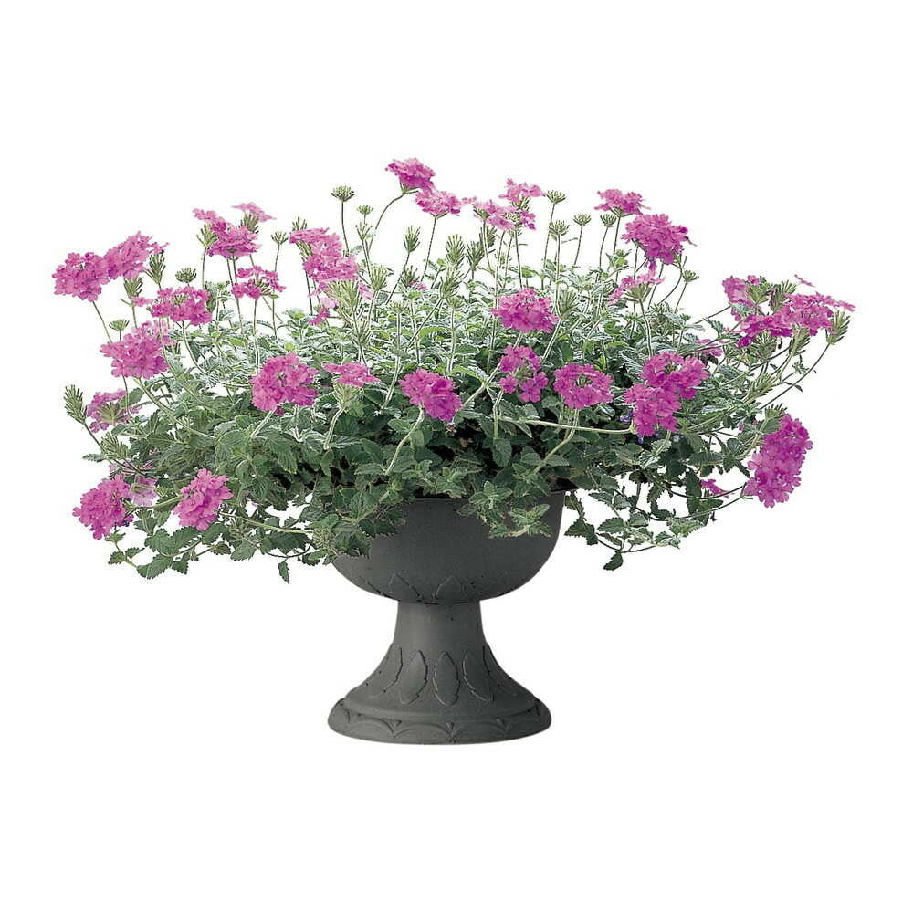Richell Hanar Stand Cup Dark Gray