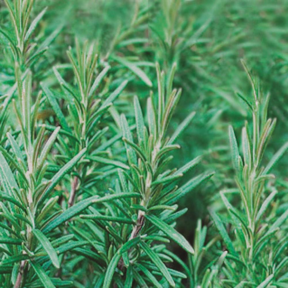 Essential Oil Mini NEW Rosemary 3ml