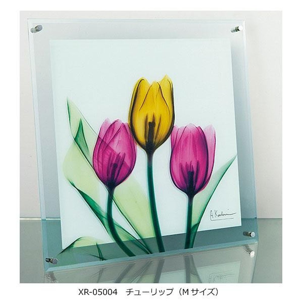 X RAY Glass Art Tulip M Size XR-05004
