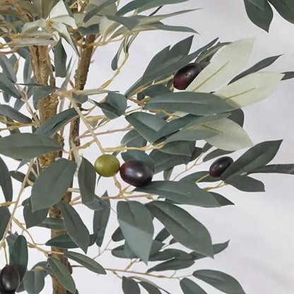Olive Tree 80954