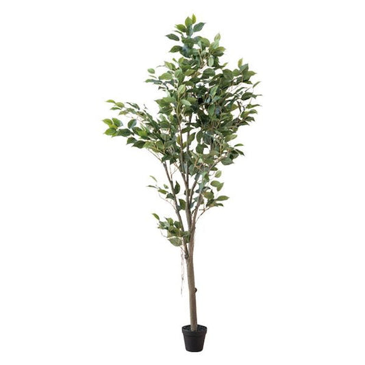 Ficus Tree 80955