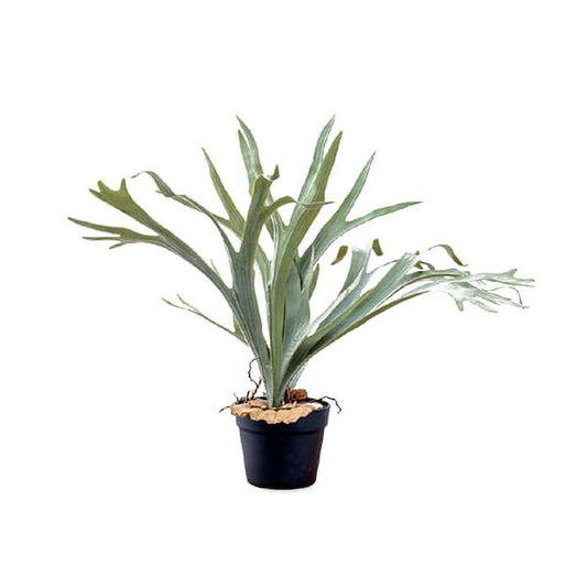 80977 Bat Plant