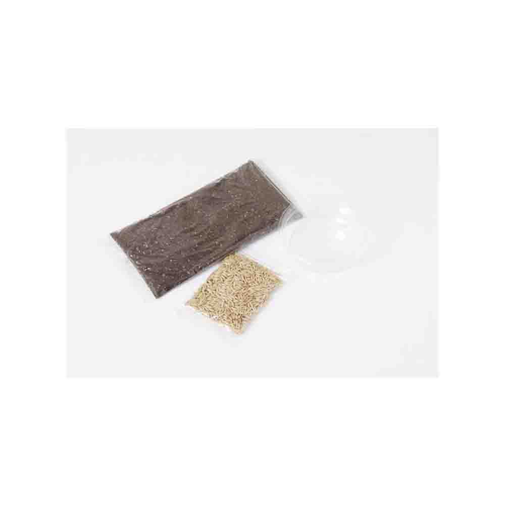 Arata Cat Grass Growing Set 3 servings