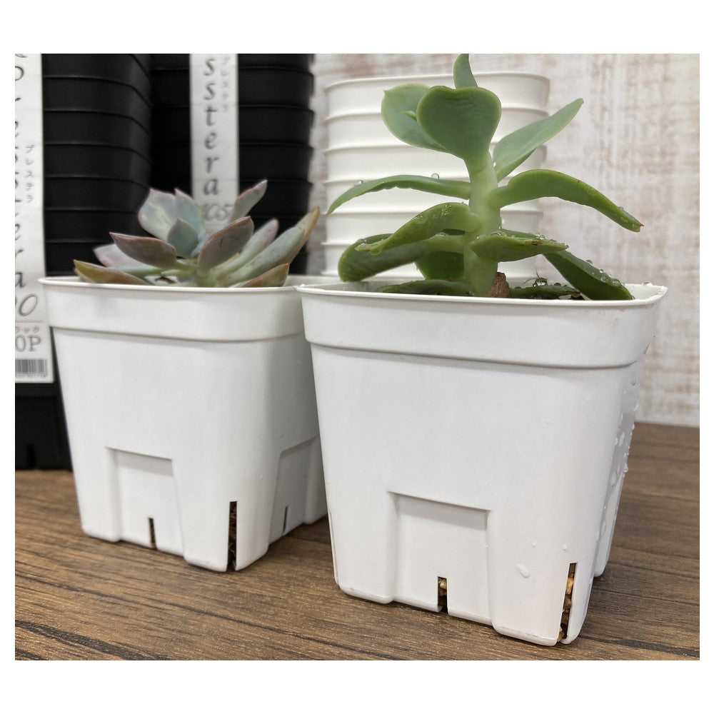 Appleware Prestera 75 Type White 10-Pack