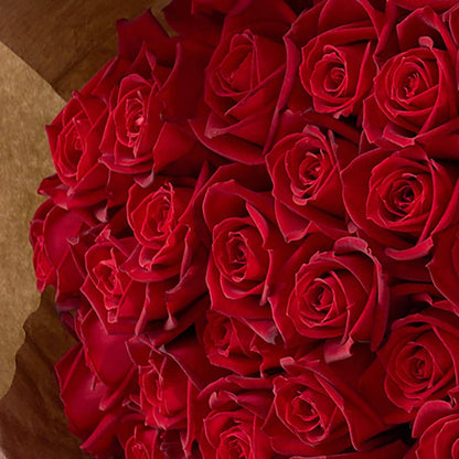 Deep Red Roses Samurai 60 Stems Bouquet