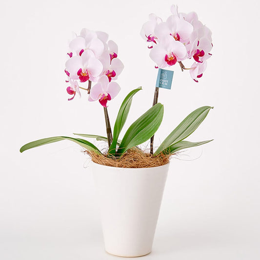 Midi Orchid 2 Stems Red Lip 4.5-inch Pot