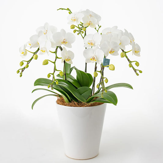 Midi Orchid 5 Stems White 6-inch Pot