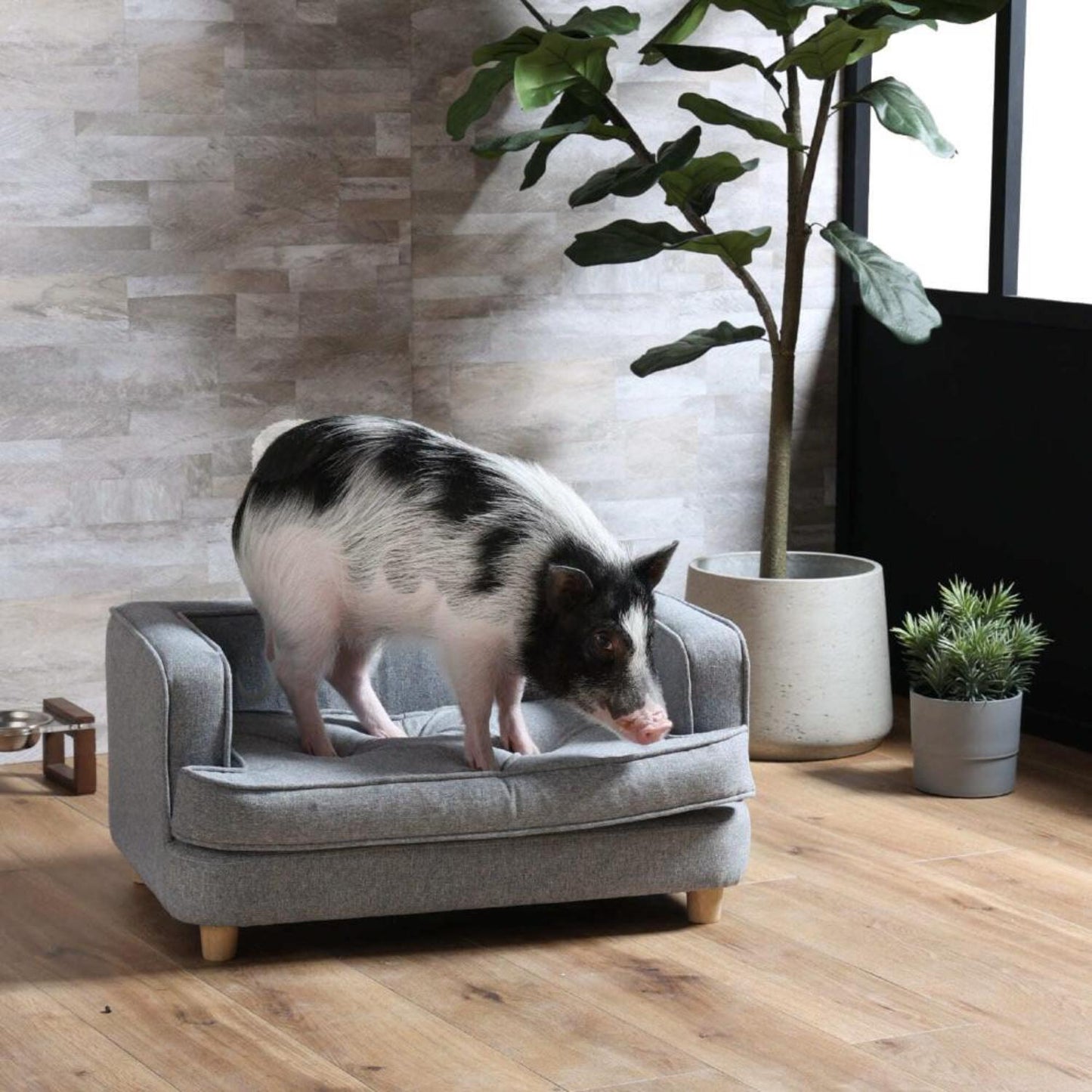 Pet Sofa Paul Gray 382216