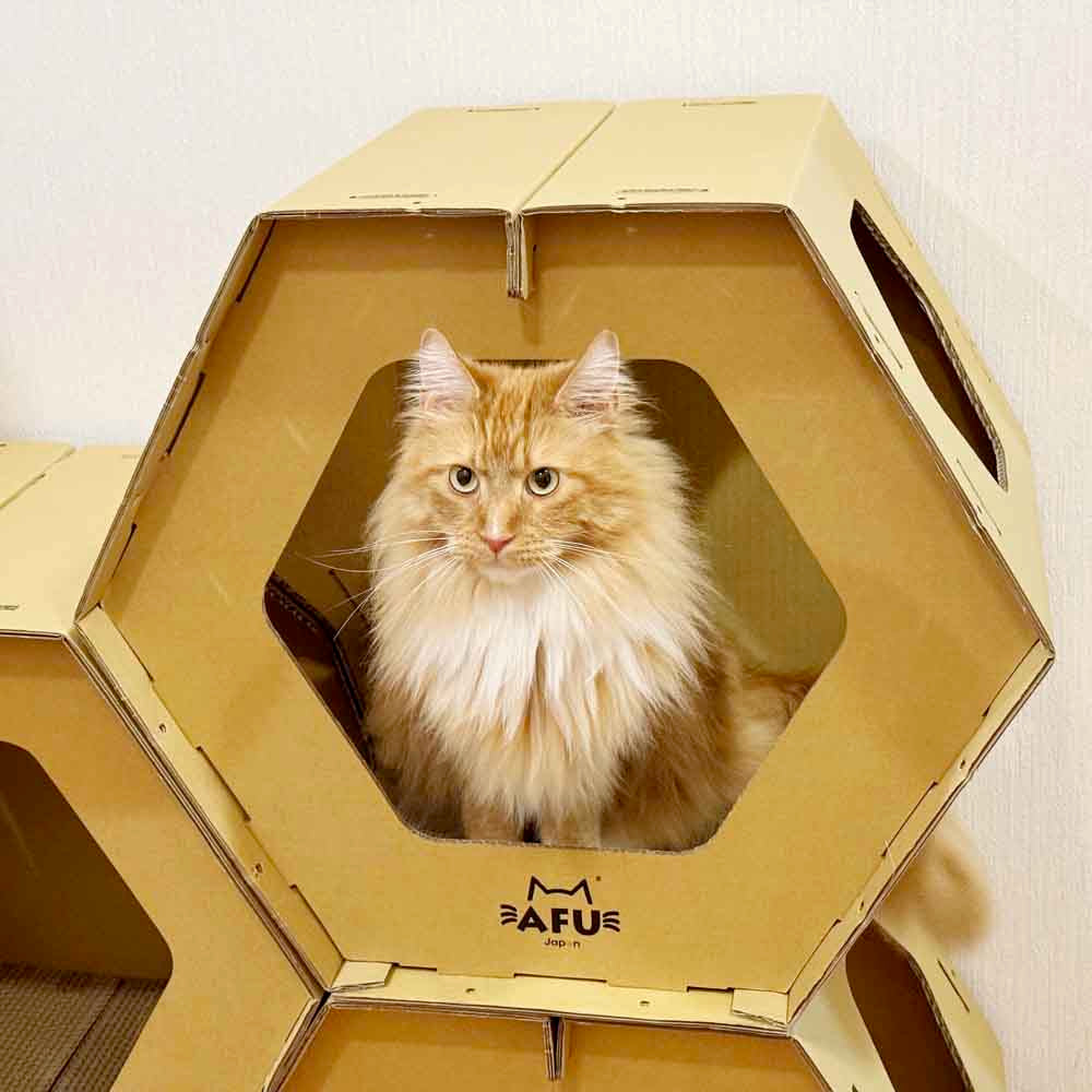 Honeycomb House with Scratching Post - Set of 5