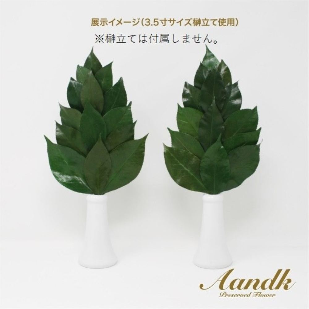 Sakaki Premium Preserved Sakaki M FS-004M