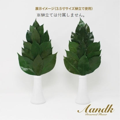 Sakaki Premium Preserved Sakaki M FS-004M