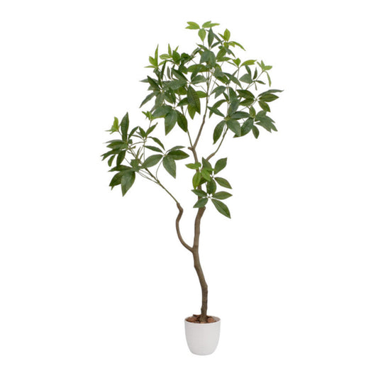 Photocatalytic Interior Green - Pachira