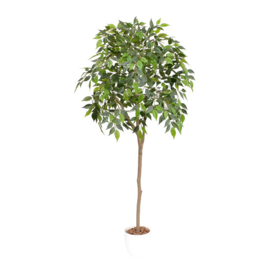 Photocatalytic Interior Green - Benjamin