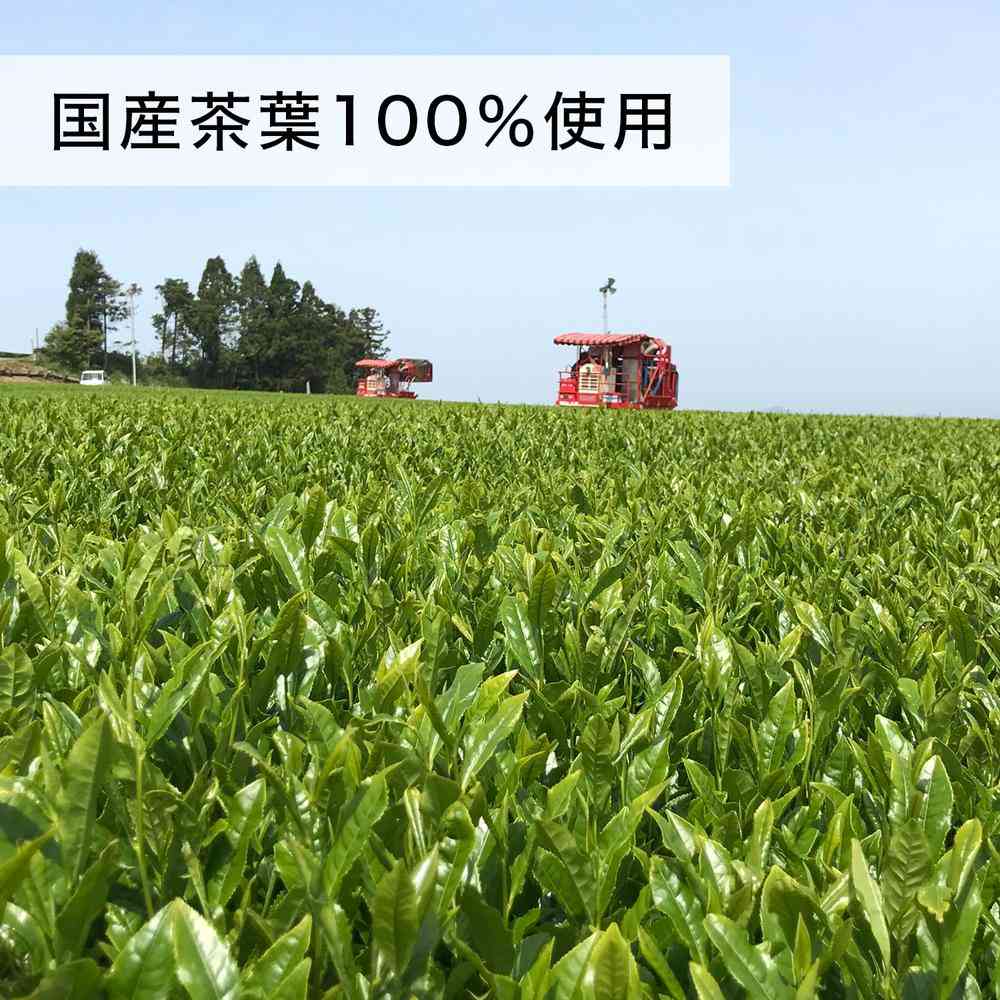 Ito En Oi Ocha Matcha Genmaicha 100g