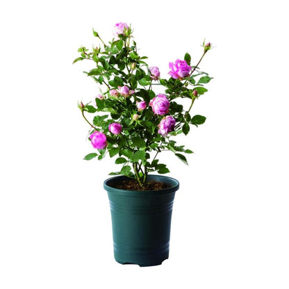 Yamato Plastics Rose Garden Pot Dark Green for 36 Type