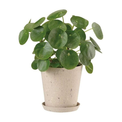 Yamato Plastics Sustain Pot Marble Beige 22 Type