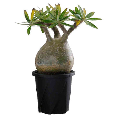 Yamato Plastic Root Pot 9 Black