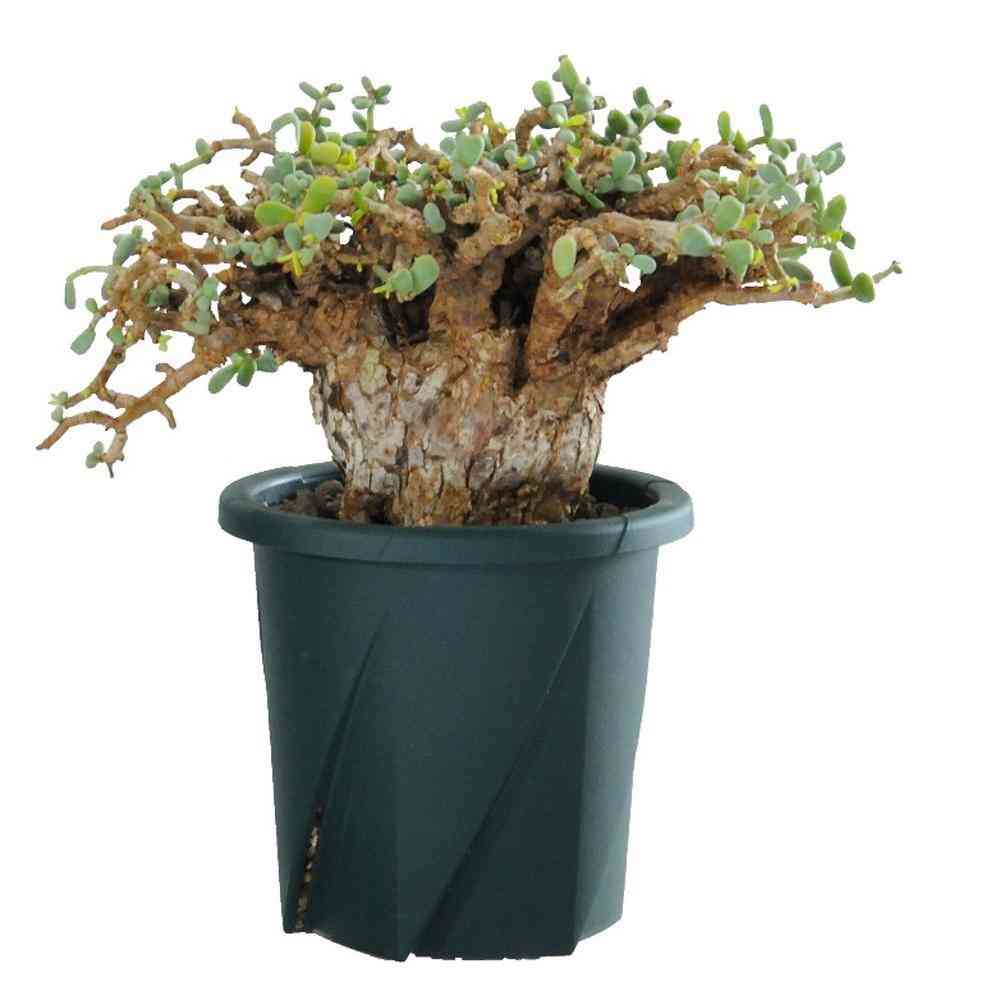 Yamato Plastic Rooting Pot Type 12 Dark Green