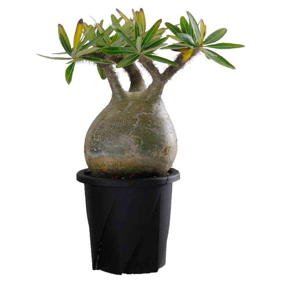 Yamato Plastic Rooting Pot Type 18 Black