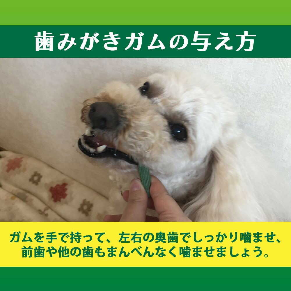 Lion Pet Kiss Post-Meal Toothbrush Gum Ultra Soft Type for Extra Small to Small Dogs
