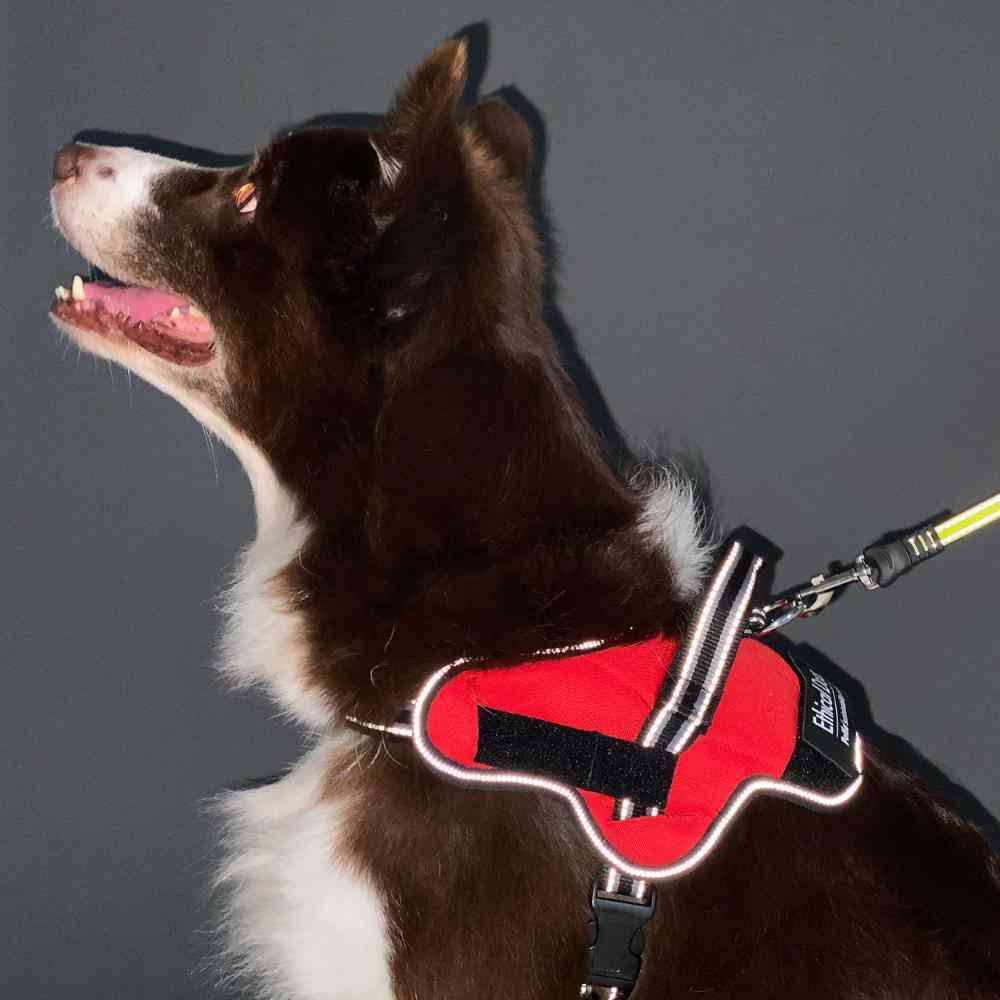 Dog Harness EthicalDoor Easy Wear Harness M