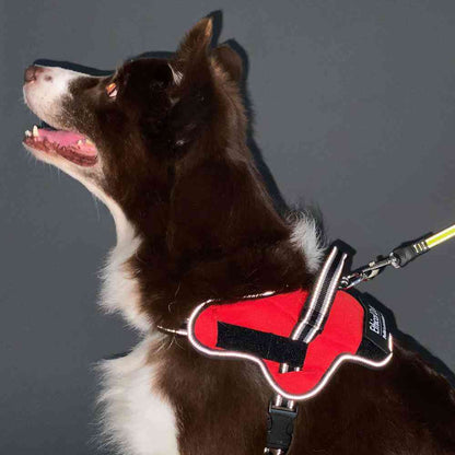 Dog Harness EthicalDoor Easy Wear Harness M