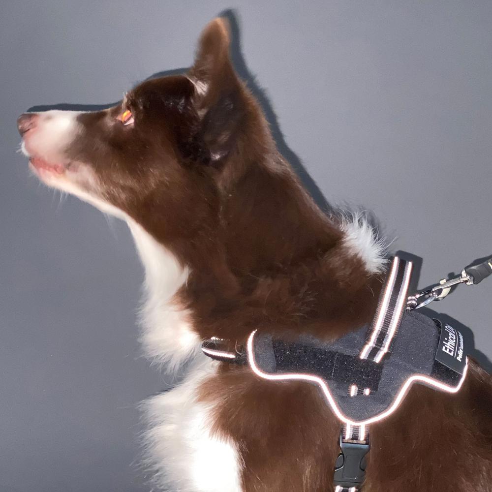 Dog Harness EthicalDoor Easy Wear Harness M