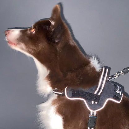 Dog Harness EthicalDoor Easy Wear Harness M