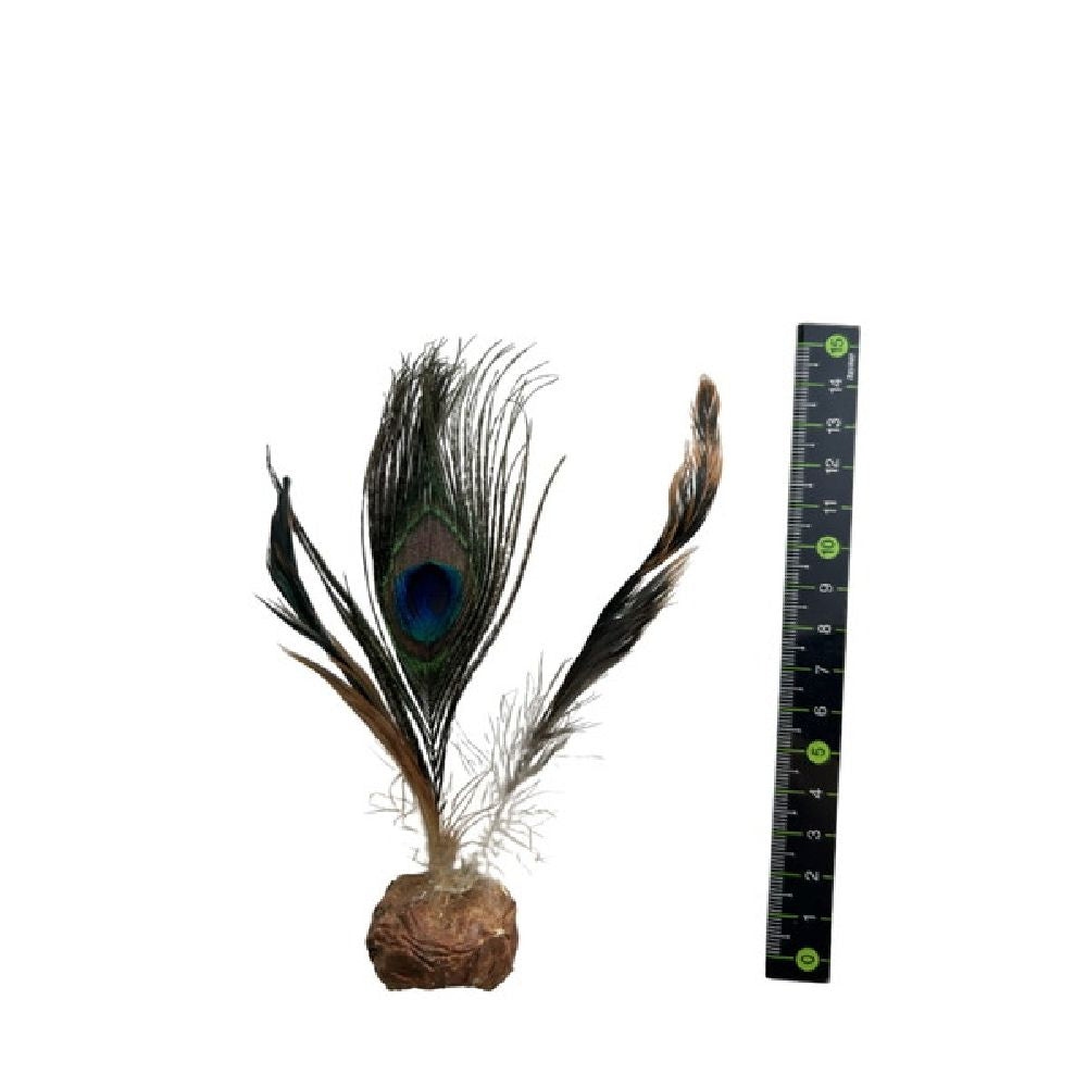 Insect Gall Peacock Feather Ball 1 Piece