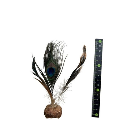 Insect Gall Peacock Feather Ball 1 Piece