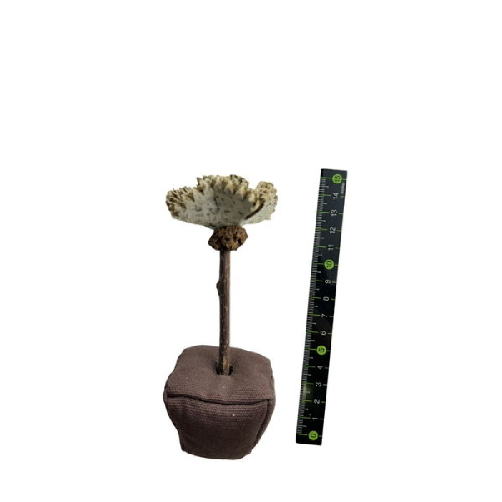 Catnip Carnation