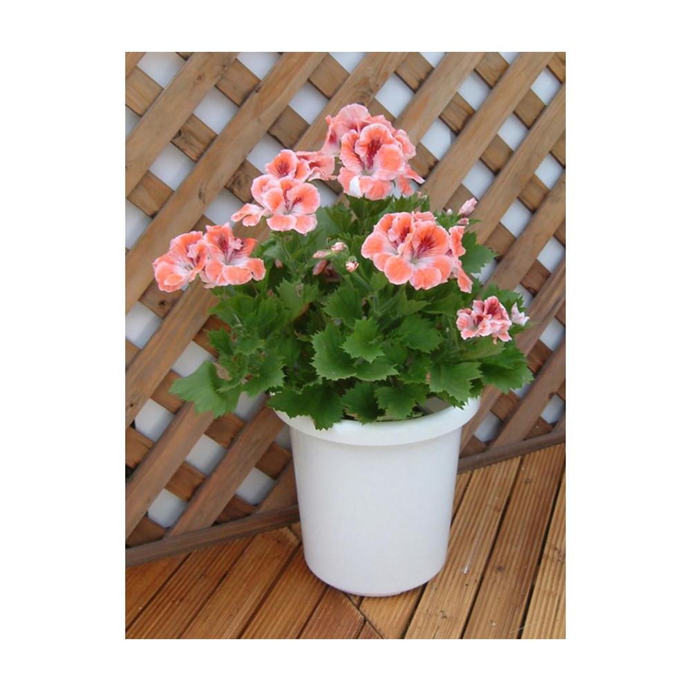 Appleware Long Pot F Type White