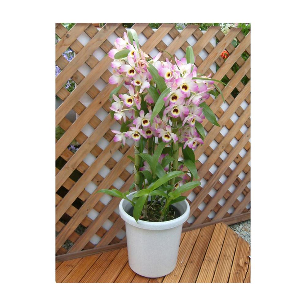 Appleware Long Pot F Type White