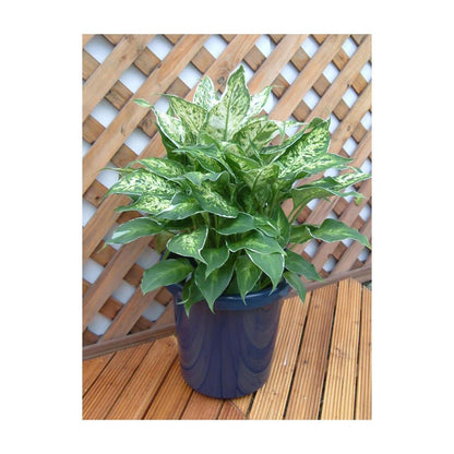 Appleware Long Pot F Type Blue