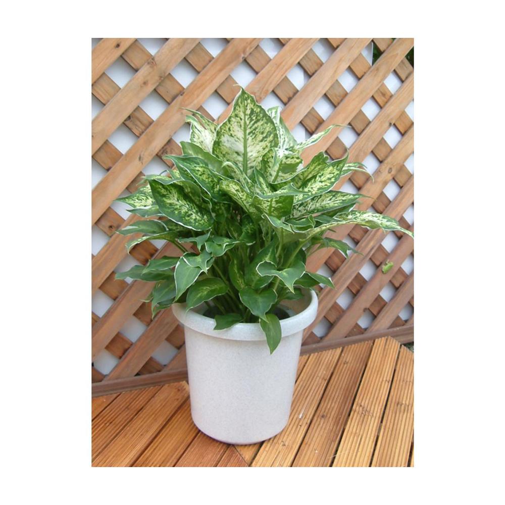 Appleware Long Pot F Type White