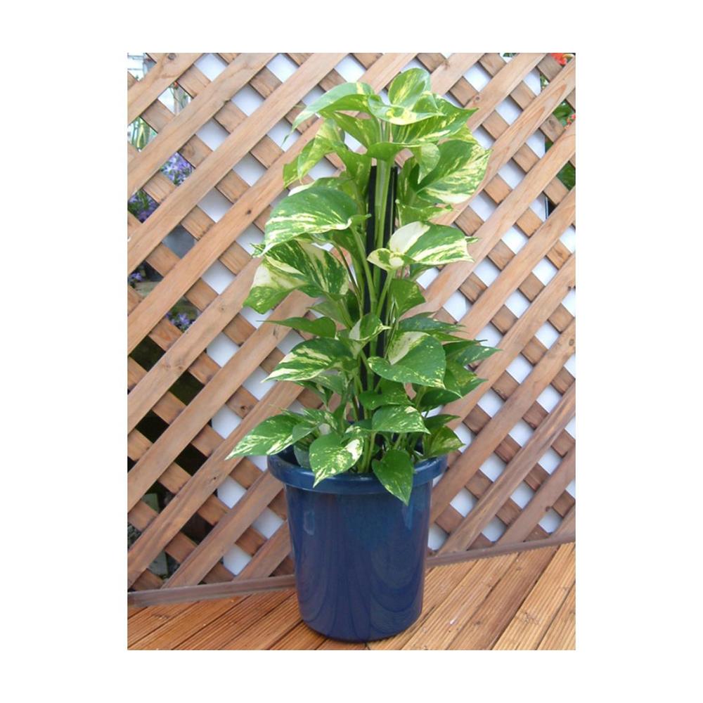 Appleware Long Pot F Type Blue