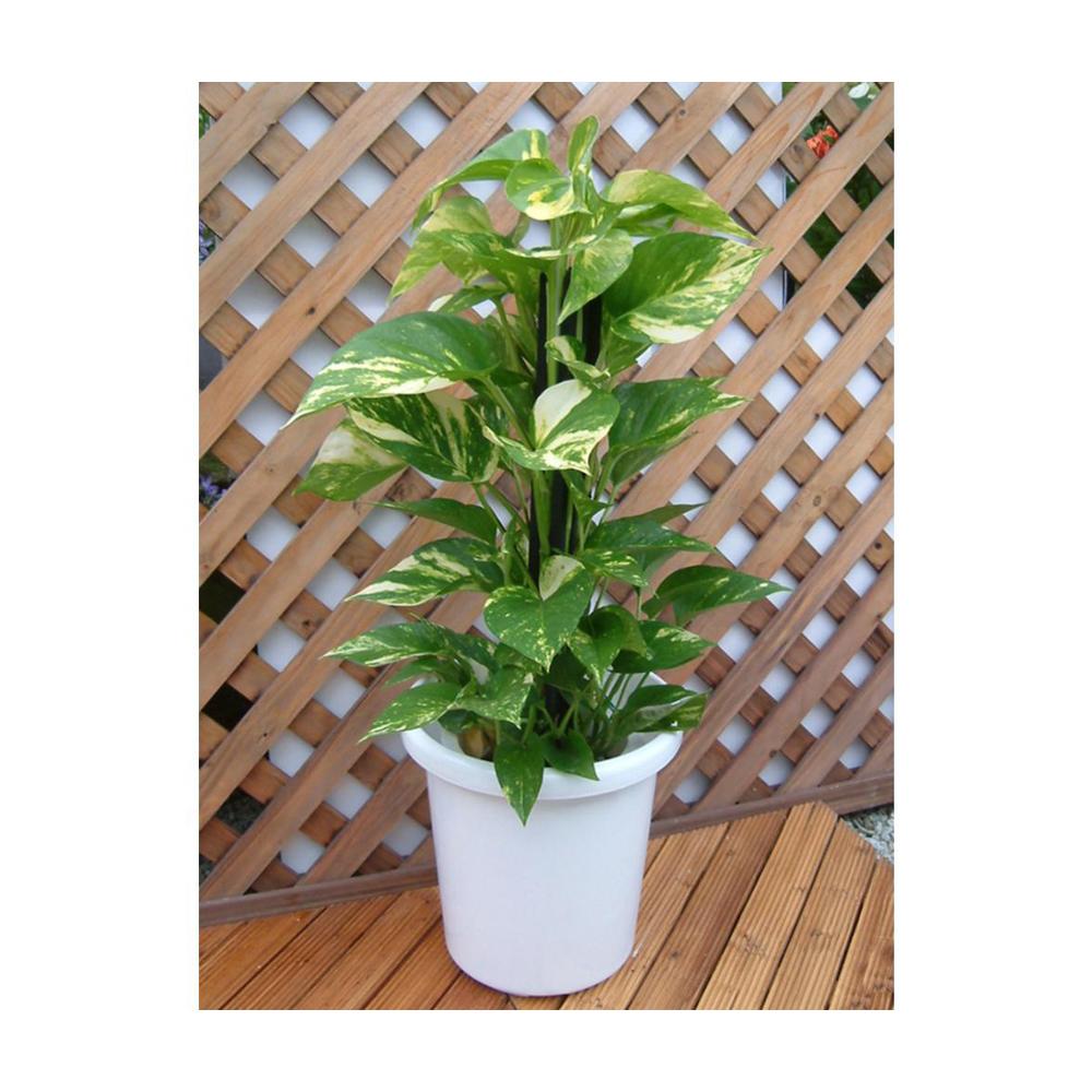 Appleware Long Pot F Type White