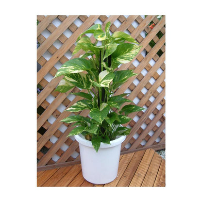 Appleware Long Pot F Type White