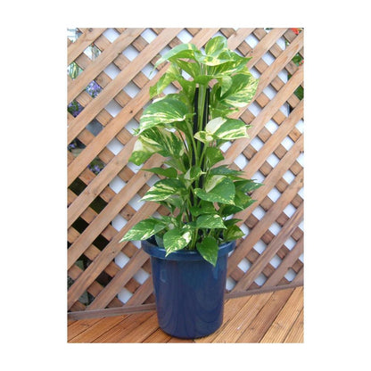 Appleware Long Pot F Type Blue