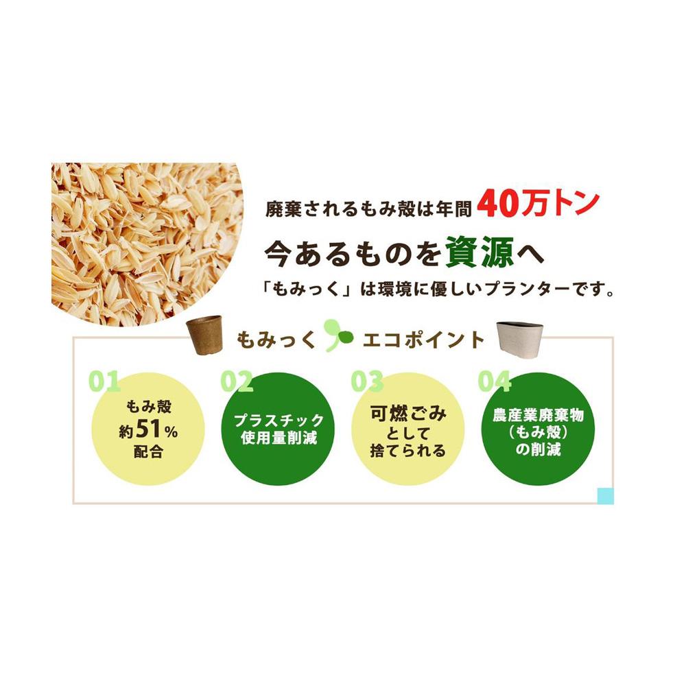 welzo Momikku Plate Black Size 7