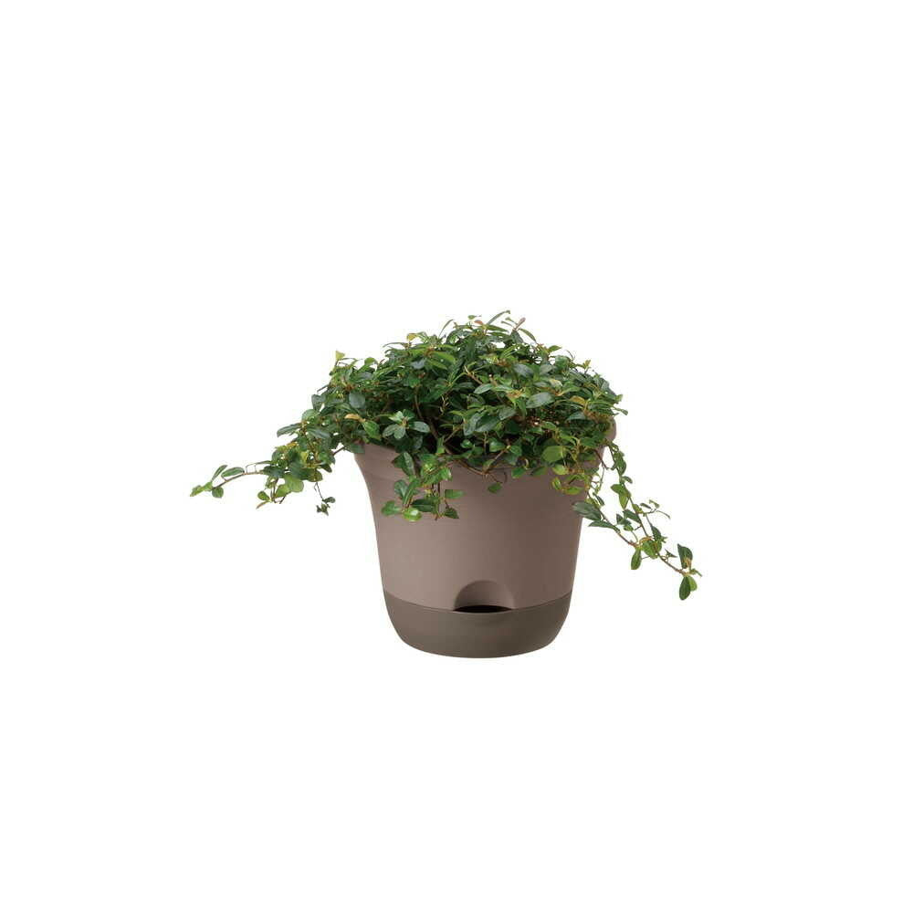 Richell Uruo Pot Dark Brown