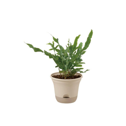 Richell Uruo Pot Beige
