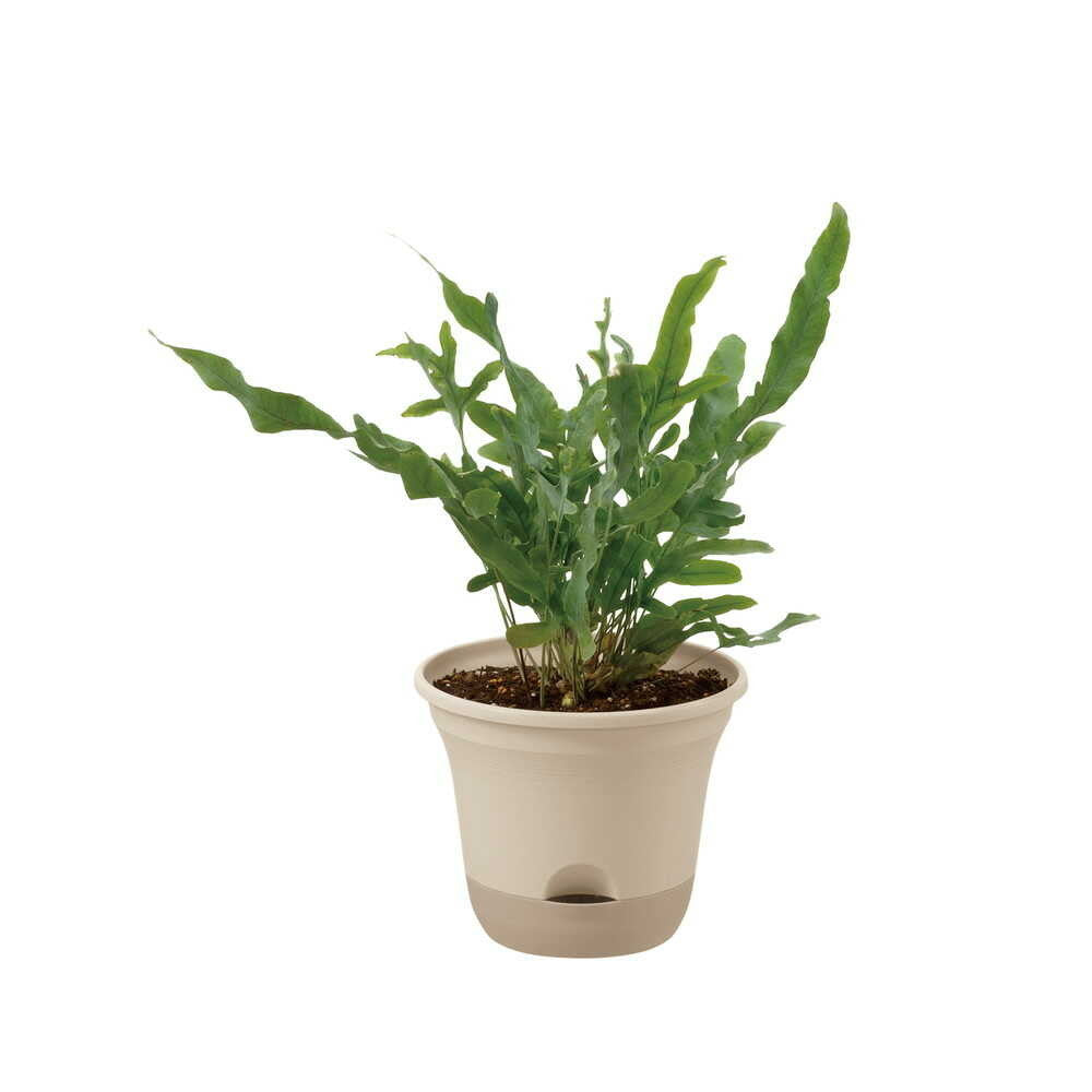Richell Uruo Pot Beige