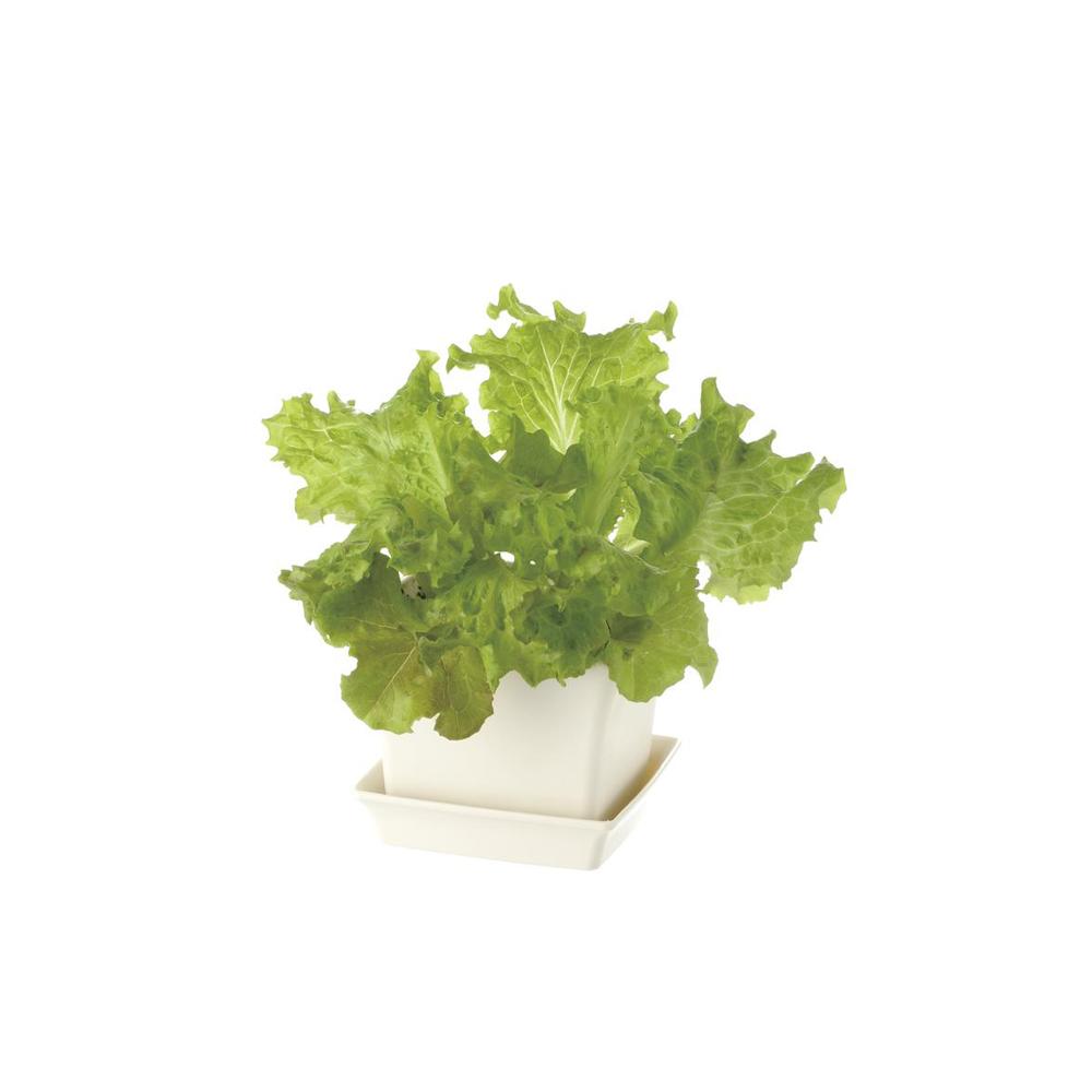 Richell Baby Leaf Planter Ivory