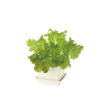 Richell Baby Leaf Planter Ivory